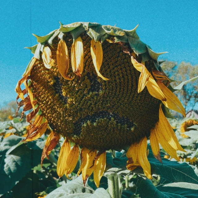 Front album artwork of Daisy by Sam Fisher